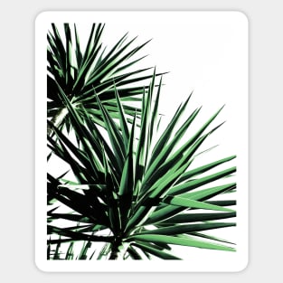 Palms Sticker